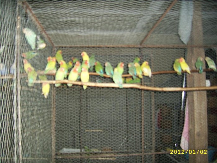 Roseicollis - Papagali Agapornis