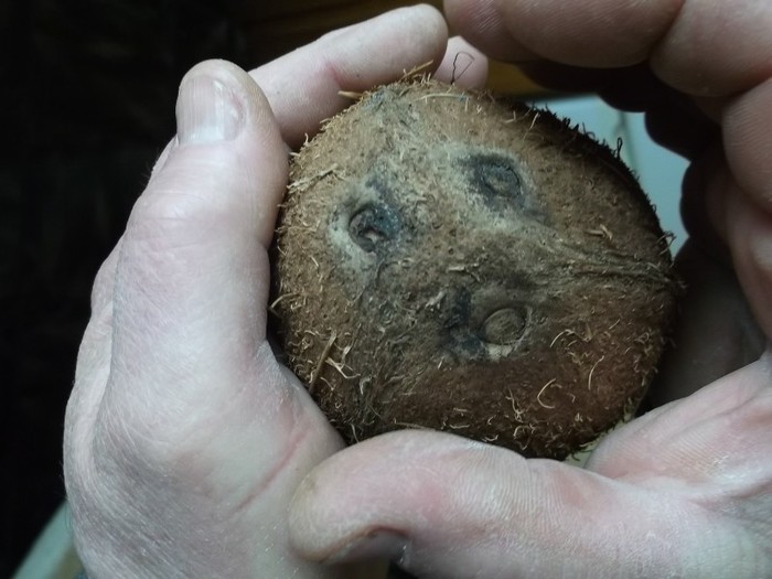 NENEA TONI SI ARICIUL PERSONAL