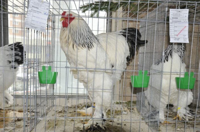 _DSC0143 - 2013 Expo Arges Ianuarie