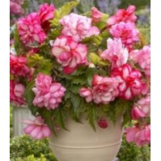 begonia pink wave