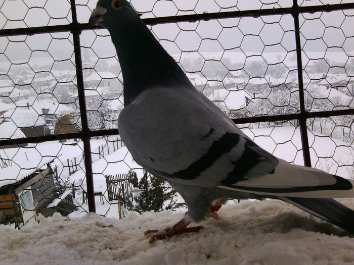 F - Cateva fotografii la lotu de zbor