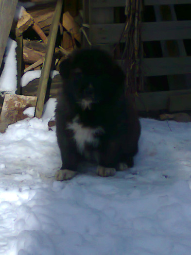 Femelute de vanzare; Prima iesire la joaca in zapada...
