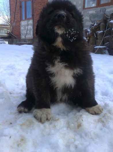 Photo1924 - Caini ciobanesti din localitate