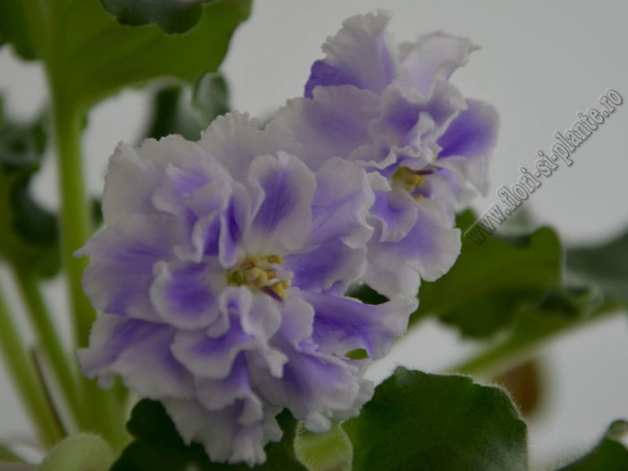 Saintpaulia Goluboi Tuman