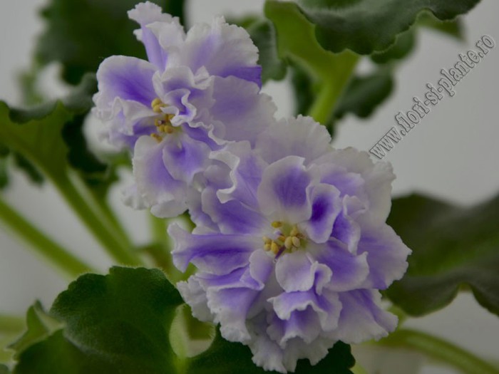 Saintpaulia Goluboi Tuman