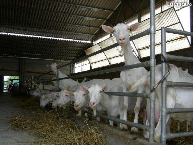 capre de rasa in Arad- tocmairo