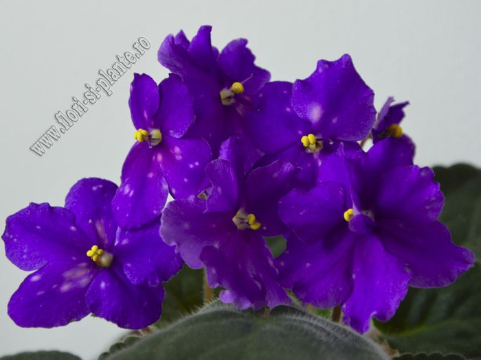 Saintpaulia Galactic Storn