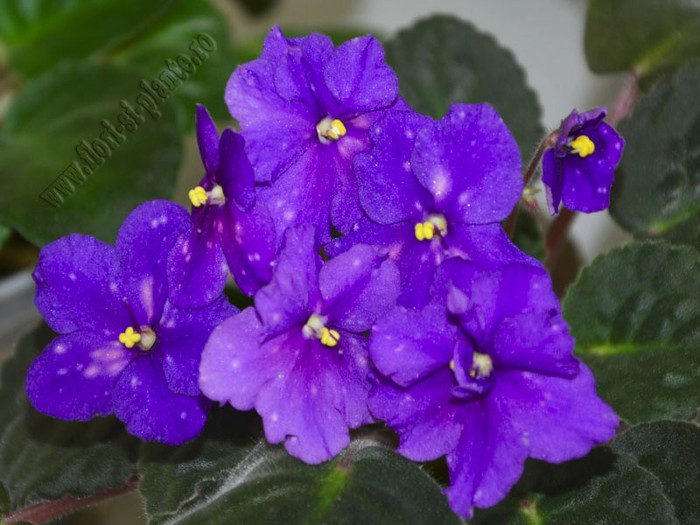 Saintpaulia Galactic Storn