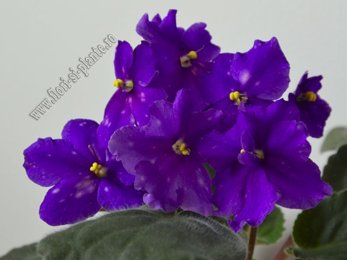 Saintpaulia Galactic Storn