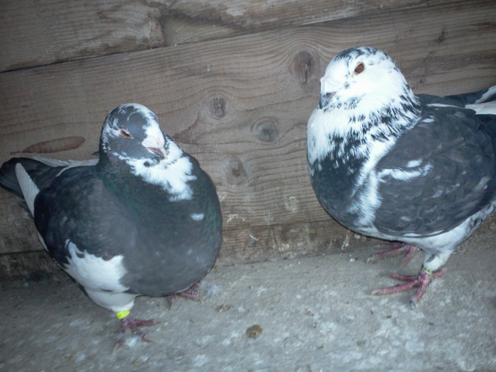 pereche m 2012 - f 2011