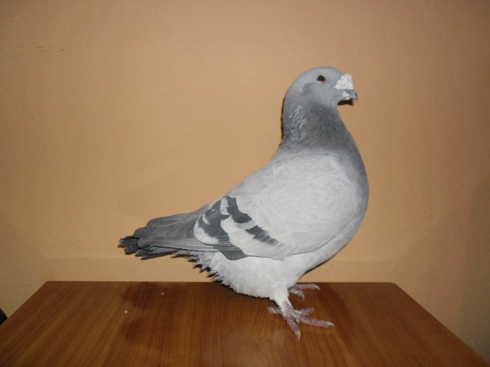 M-2007 - porumbei standard