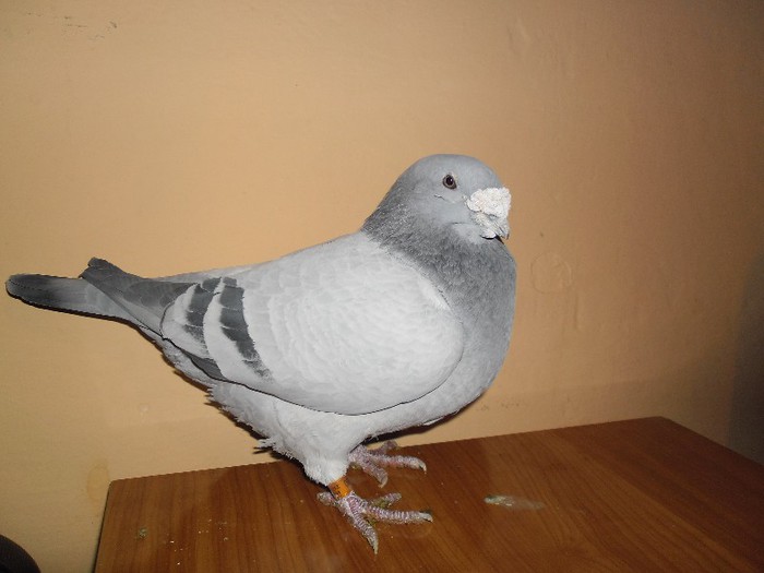 M-2009 - porumbei standard