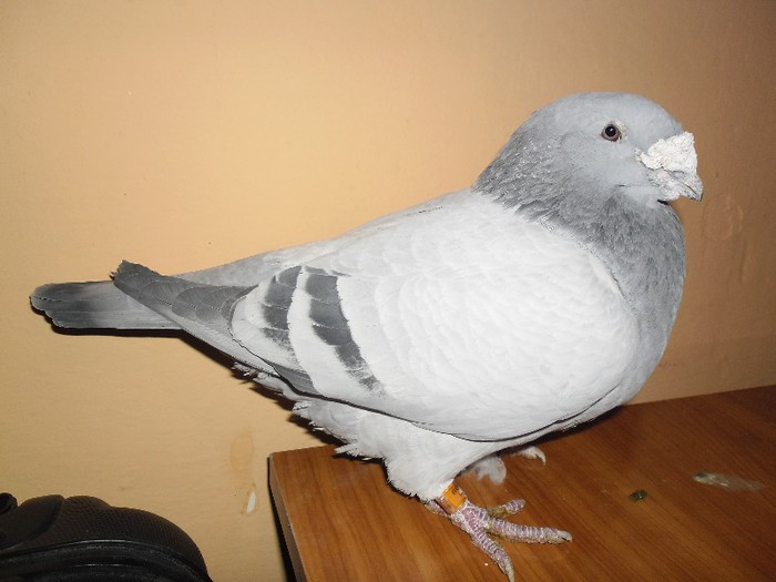 M-2009 - porumbei standard