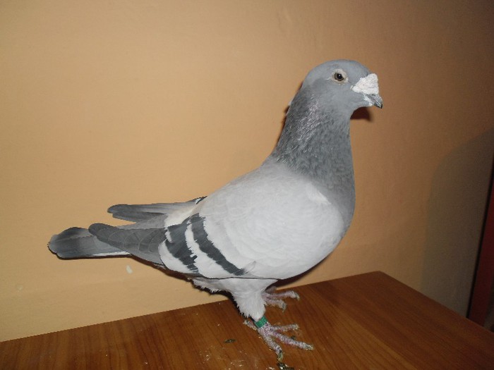 F-2007 - porumbei standard