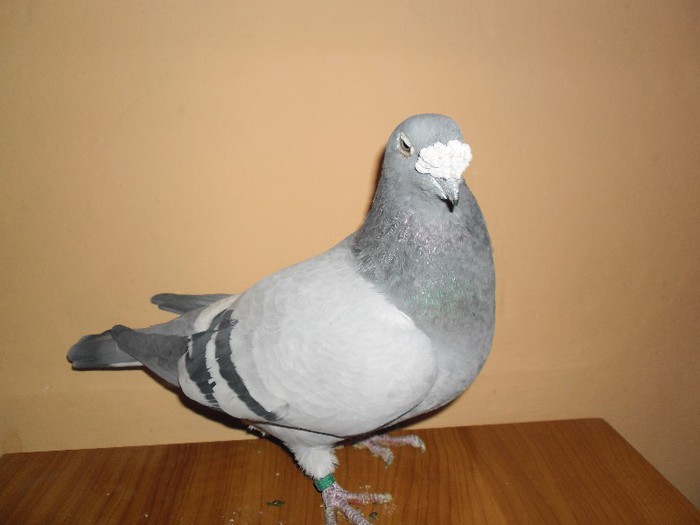 F-2007 - porumbei standard