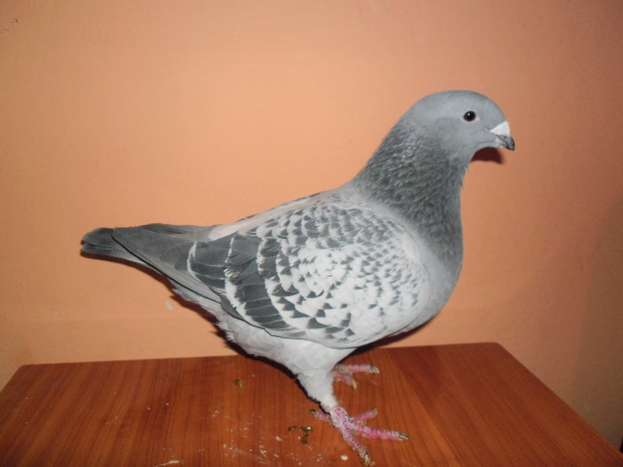 F-2012 - porumbei standard