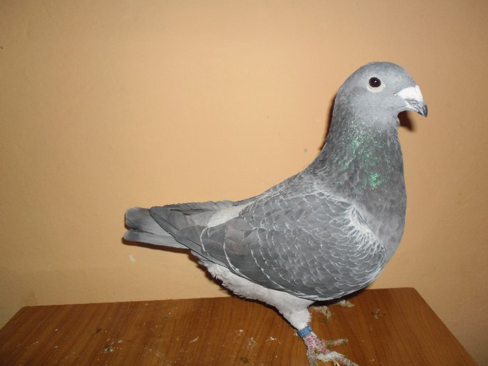 F-2012 - porumbei standard