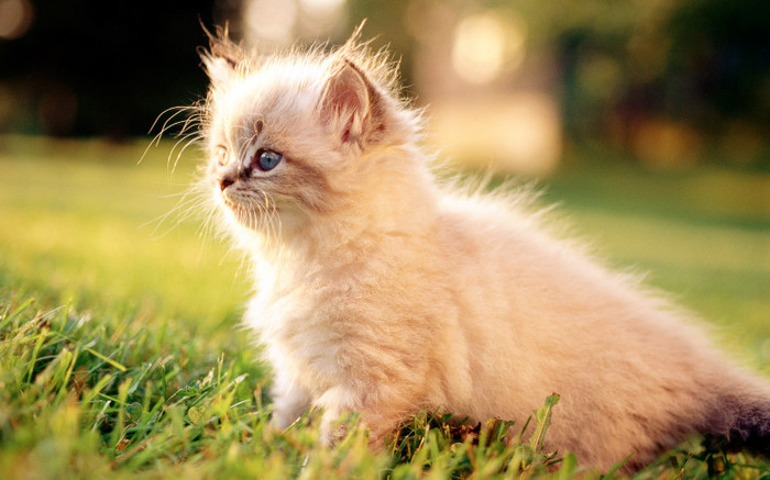 imagini-frumoase-cu-pisici-birmaneze