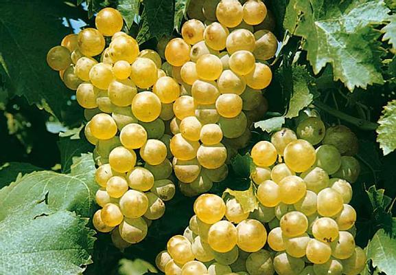 Chasselas d ore - STRUGURI