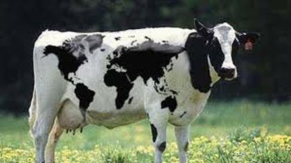 vaca - Animale si pasari domestice