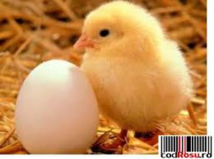 pui de gaina; Puiul acesta pazeste un ou.Adica fratele lui.E generos.
