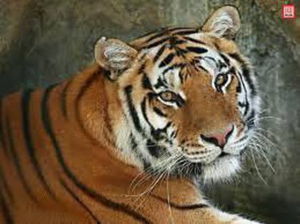 tigrul - animale si pasari salbatice