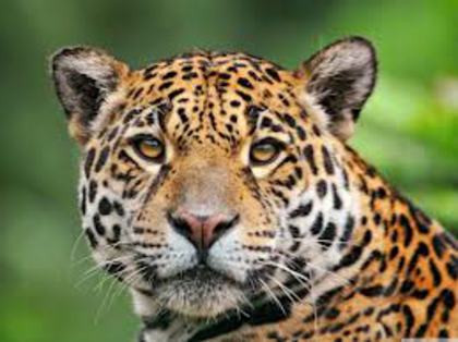jaguar; El este foarte mara si punctat.
