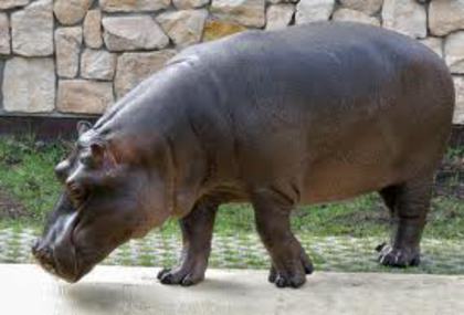 hipopotam; Este foarte mare si geasut.
