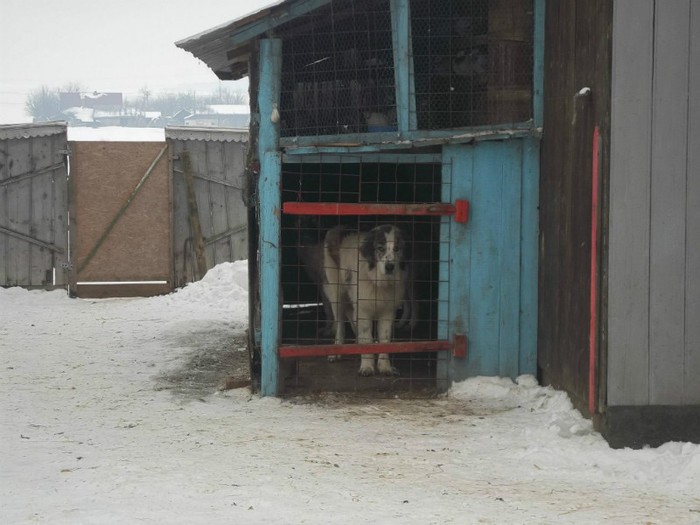 340189_4143928563434_2007303759_o - caini ciobanesti carpatini si bucovina