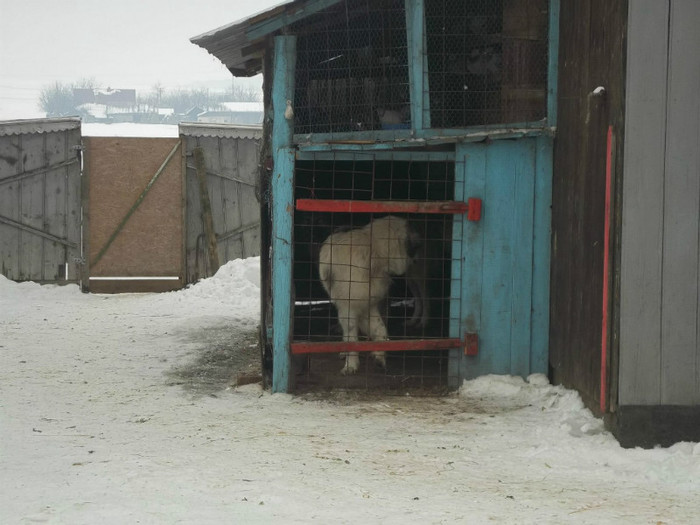 820714_4143928403430_1976545289_o - caini ciobanesti carpatini si bucovina