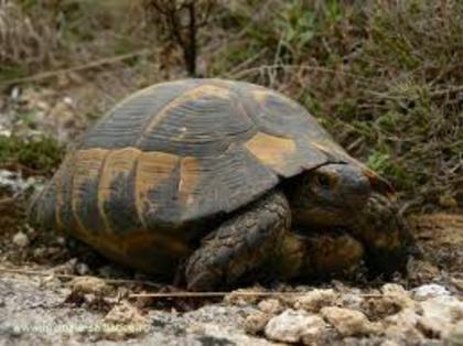 broasca testoasa - animale si pasari salbatice