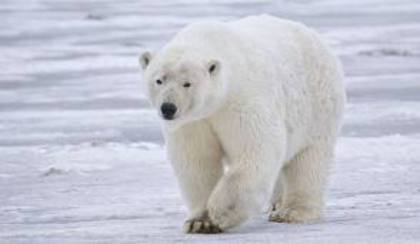 ursul polar; Este alb tot si este la fel de puternic ca ursul maro
