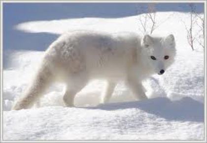 vulpea polara - animale si pasari salbatice - xeasy