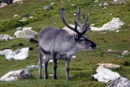 renul; Este la fel ca cerbul doar ca el este tot negru.
