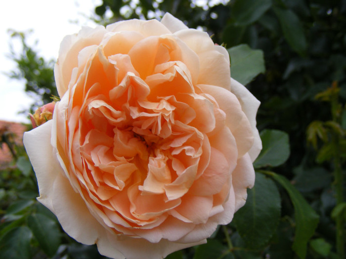 Abraham Darby