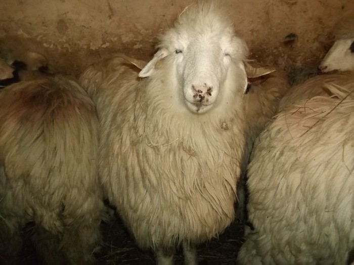 Picture 1791 - Bale de Bistrita