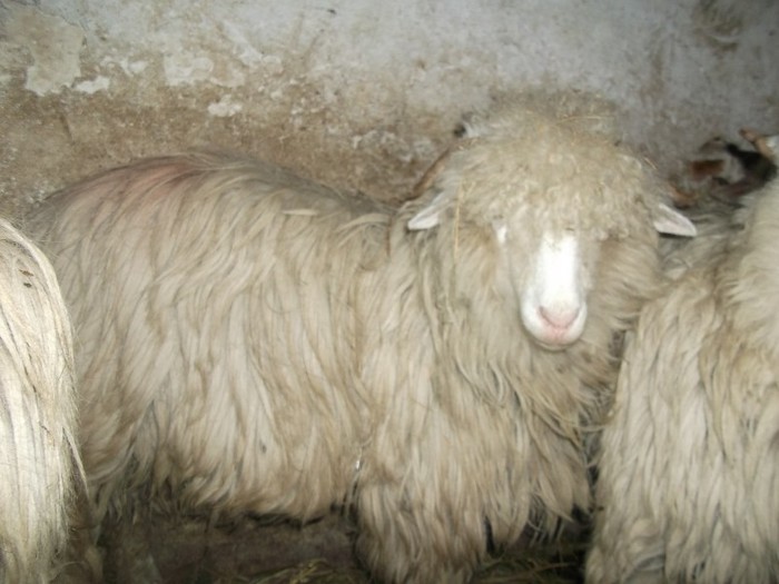 Picture 1793 - Bale de Bistrita