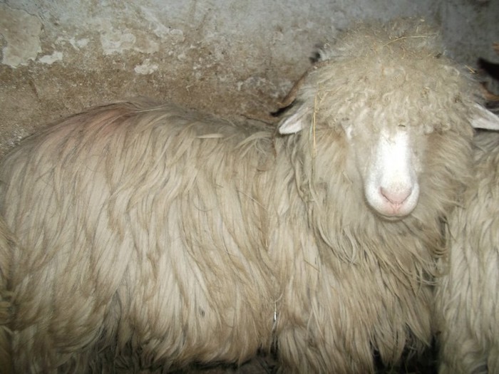 Picture 1794 - Bale de Bistrita