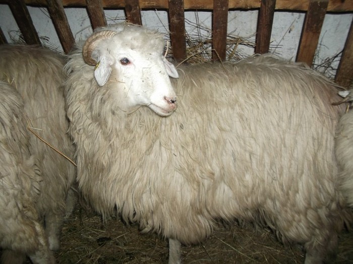 Picture 1797 - Bale de Bistrita