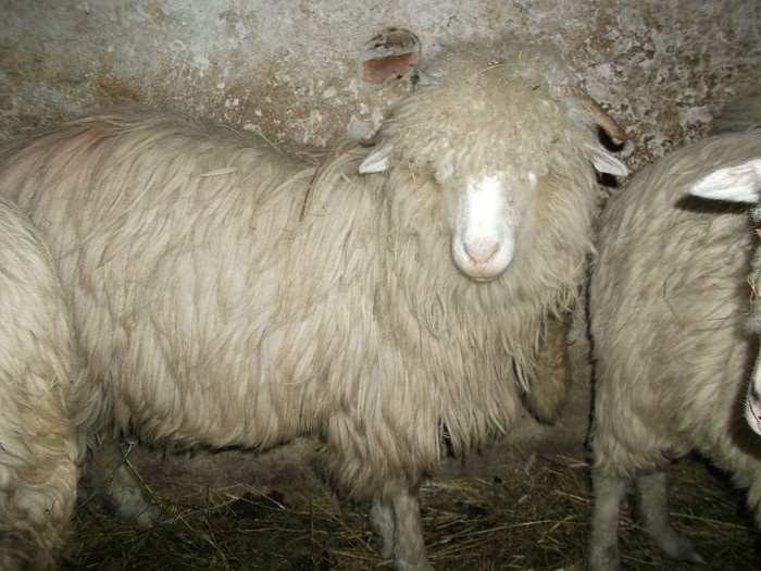 Picture 1798 - Bale de Bistrita