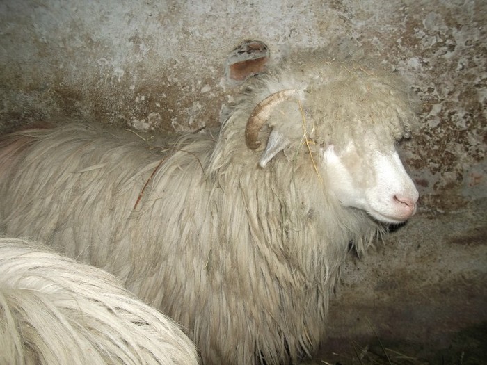 Picture 1799 - Bale de Bistrita