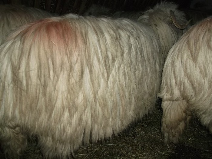 Picture 1771 - Bale de Bistrita