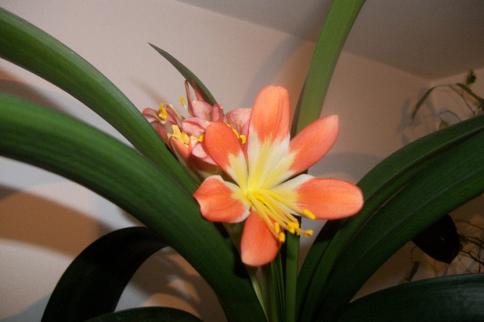 100_5249 - clivia