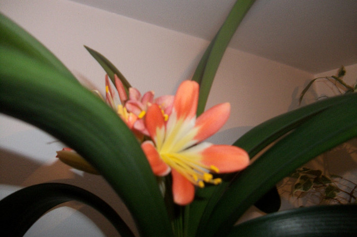 100_5251 - clivia