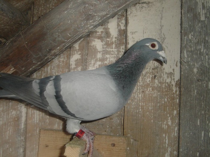 nepot vanbruene - lot zbor