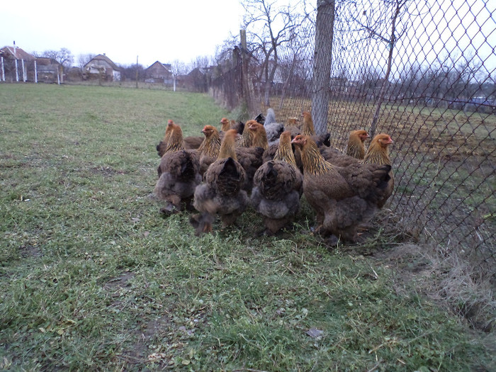 DSC00881 - 2013 Brahma tineret