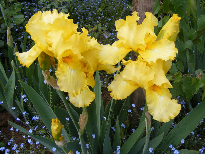 Iris galben - Irisi