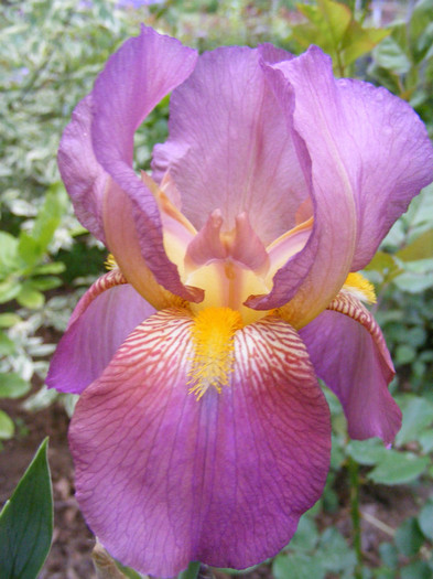 Sandia - Irisi