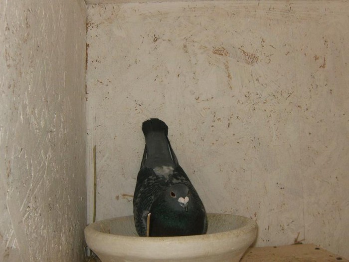 HUNG.Super Reproducatoare