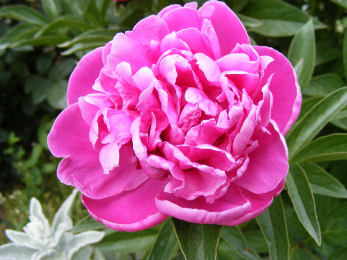 roz - Bujori